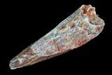 Bargain, Pterosaur (Siroccopteryx) Tooth - Morocco #75546-1